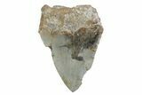 Partial, Fossil Megalodon Tooth - North Carolina #370230-1